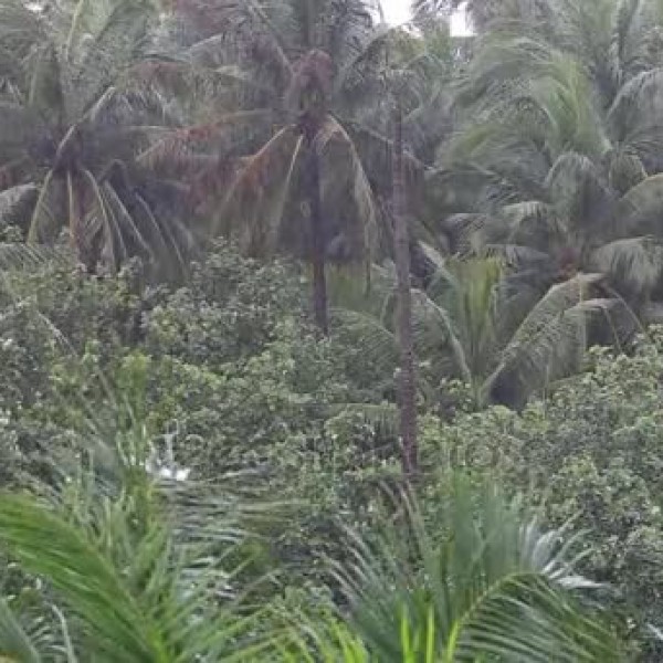 La Lluvia Tropical