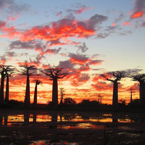 African Sunset